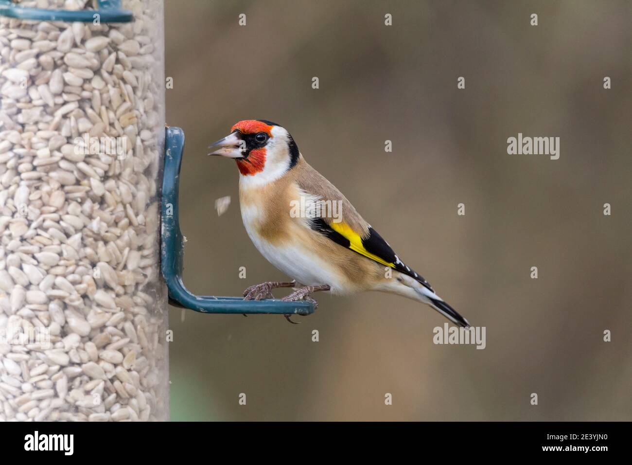 Goldfinch Carduelis carduelis striking banded black white and ruby red head brilliant yellow and black wings with white spots on tail feathers Stock Photo