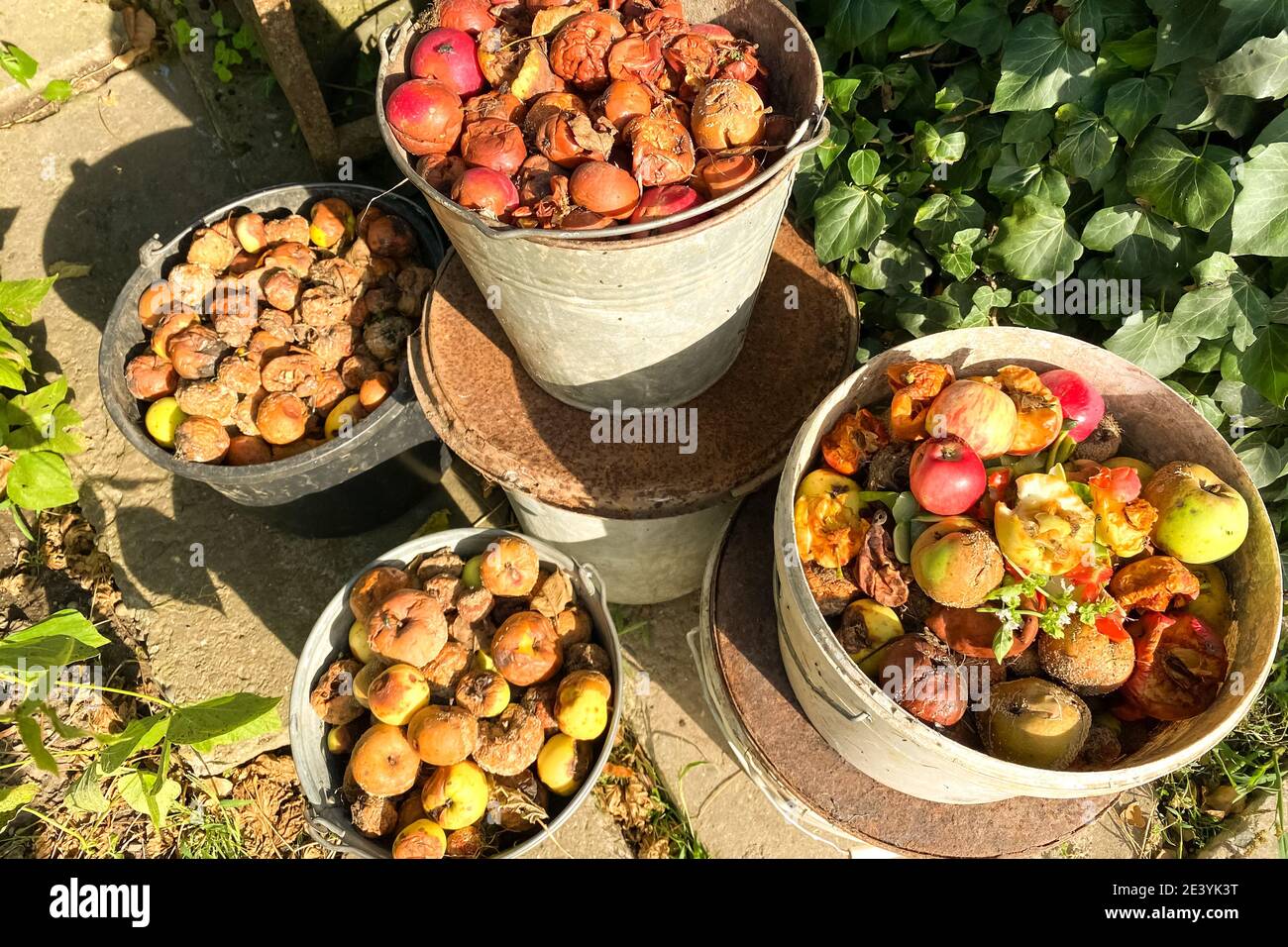 Organic biodegradable waste containers with food waste and vegetable leftovers, garden compost pit for making compost. Composting at home concept Stock Photo