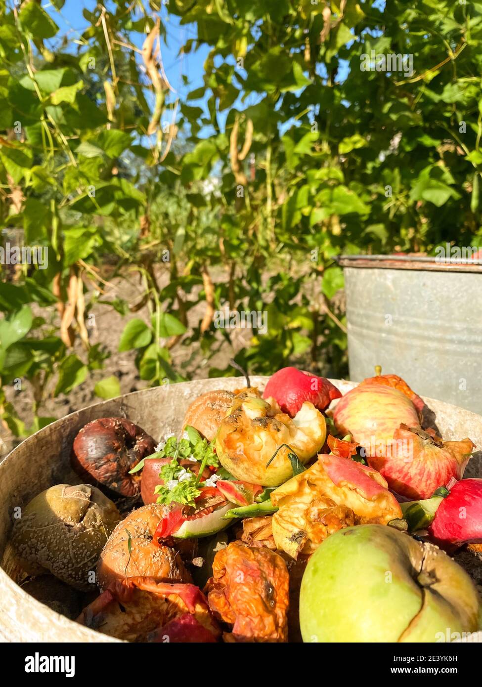 Organic biodegradable waste container with food waste and vegetable
