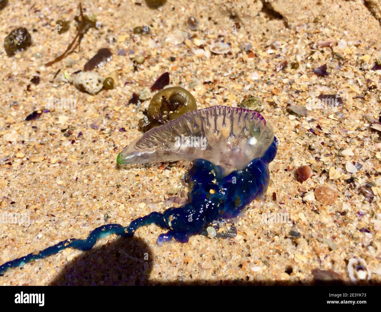 Portuguese man o' war Stock Photo - Alamy