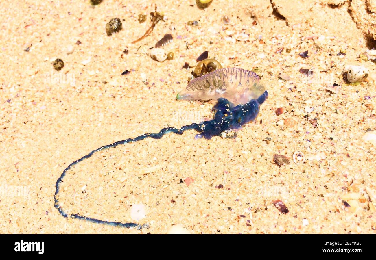 Portuguese man o' war Stock Photo - Alamy
