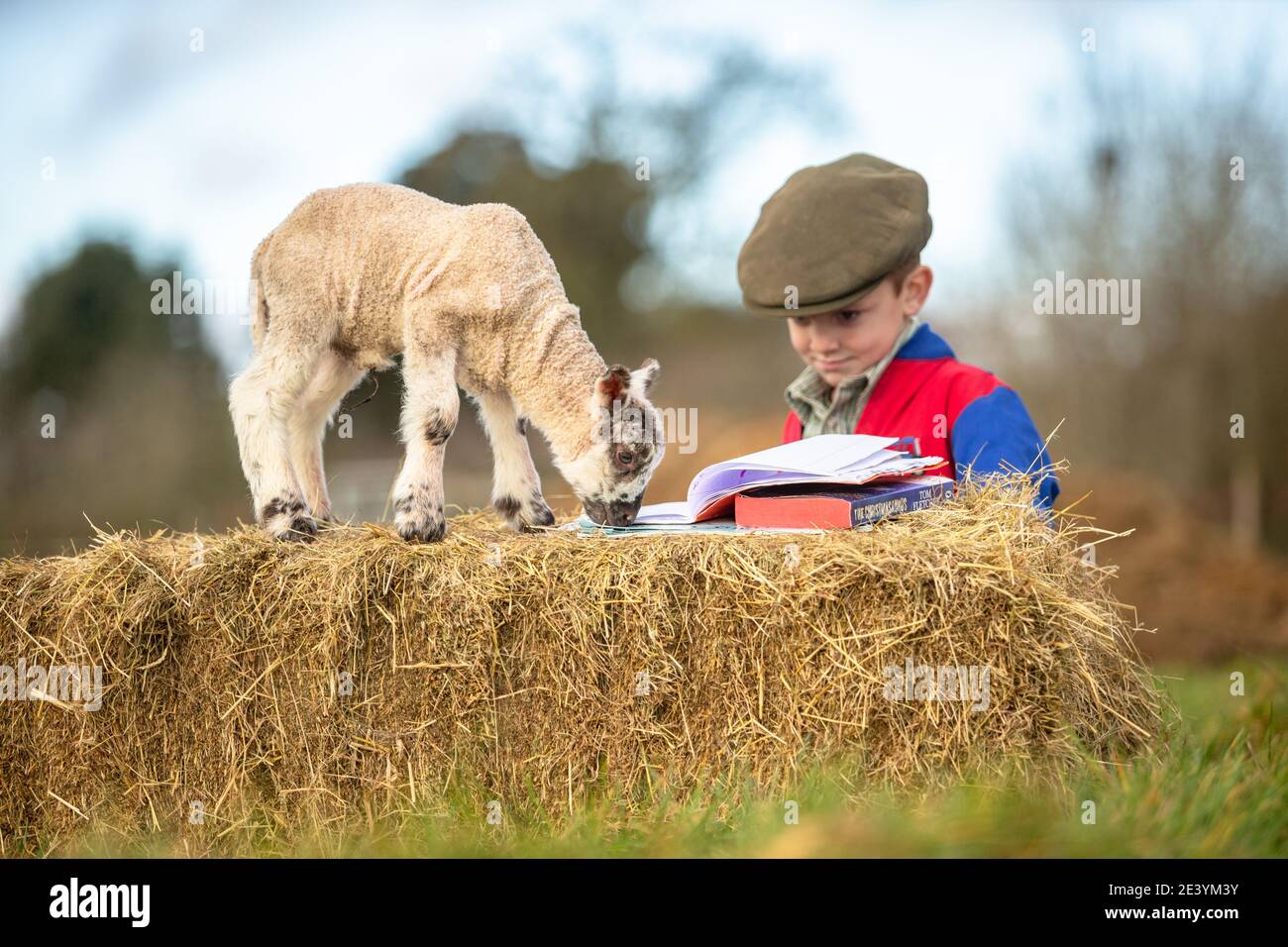 Arley, Worcestershire, UK. 21st Jan, 2021. 4-year-old Reggie Mills does his reception year homeschooling with a day-old lamb on his family's farmyard in Arley, near Kidderminster, Worcestershire. Schools in the UK remain closed to the majority of pupils due to the coronavirus, and some parents have to juggle their children's guided learning with continuing to work. Credit: Peter Lopeman/Alamy Live News Stock Photo