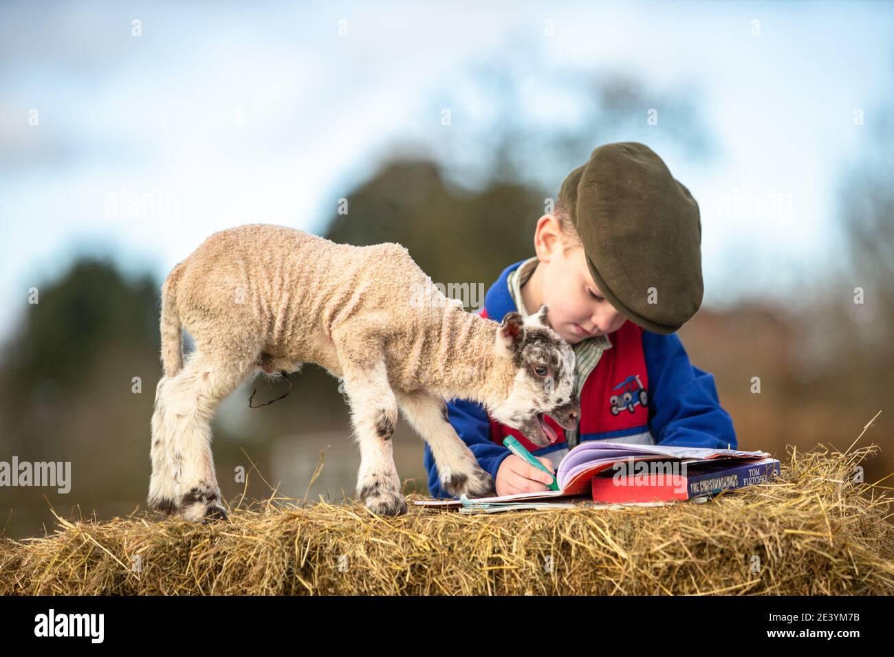 Arley, Worcestershire, UK. 21st Jan, 2021. 4-year-old Reggie Mills does his reception year homeschooling with a day-old lamb on his family's farmyard in Arley, near Kidderminster, Worcestershire. Schools in the UK remain closed to the majority of pupils due to the coronavirus, and some parents have to juggle their children's guided learning with continuing to work. Credit: Peter Lopeman/Alamy Live News Stock Photo