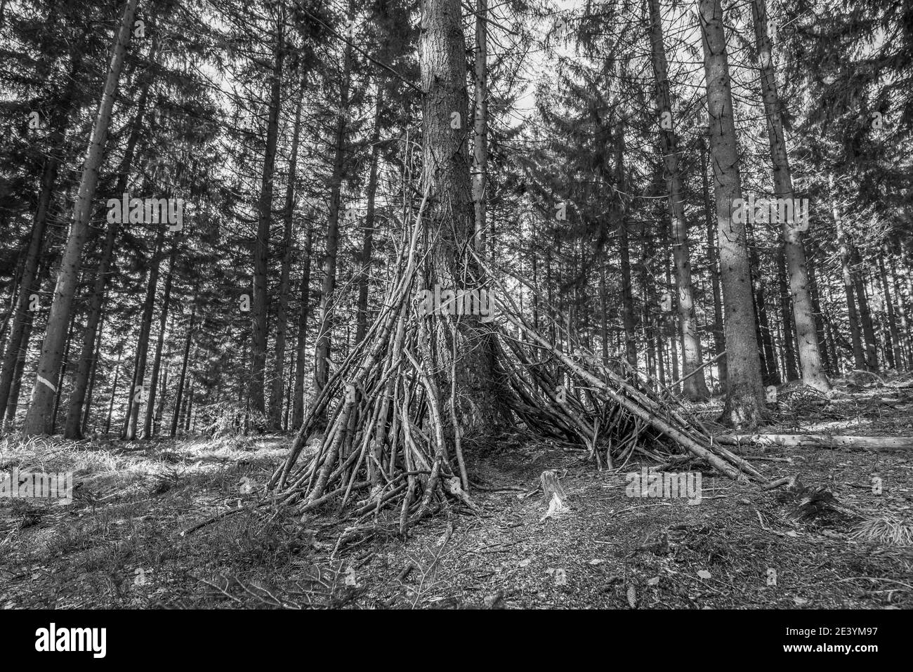 Black and White image With branches like a Tippi self-made shelter in the forest at a tree with campground, Germany Stock Photo