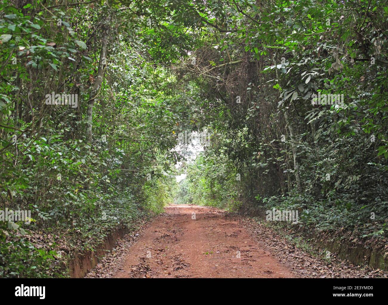 track through dense forest  Bobiri Butterfly Reserve, Ghana                     February Stock Photo
