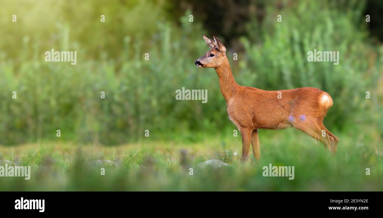 Roe deer standing on green glade in summertime nature Stock Photo