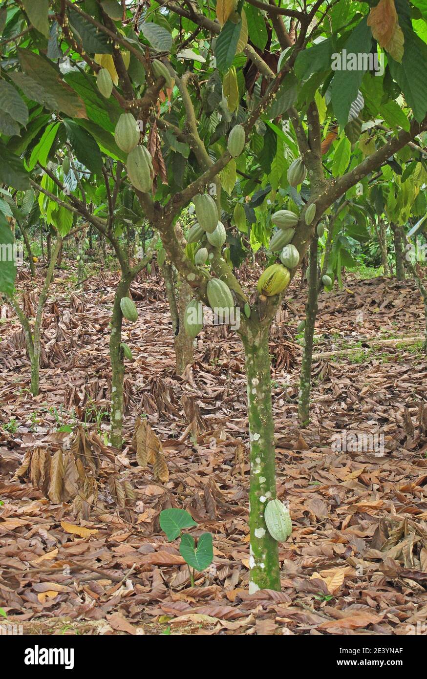 Ghana cocoa hires stock photography and images Alamy