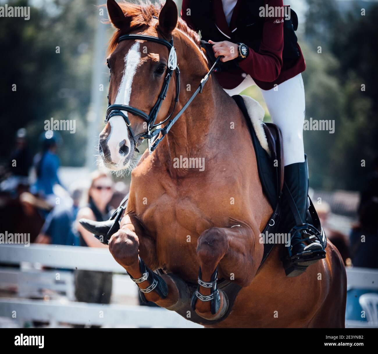 a rider and brown horse jumping in a contest Stock Photo