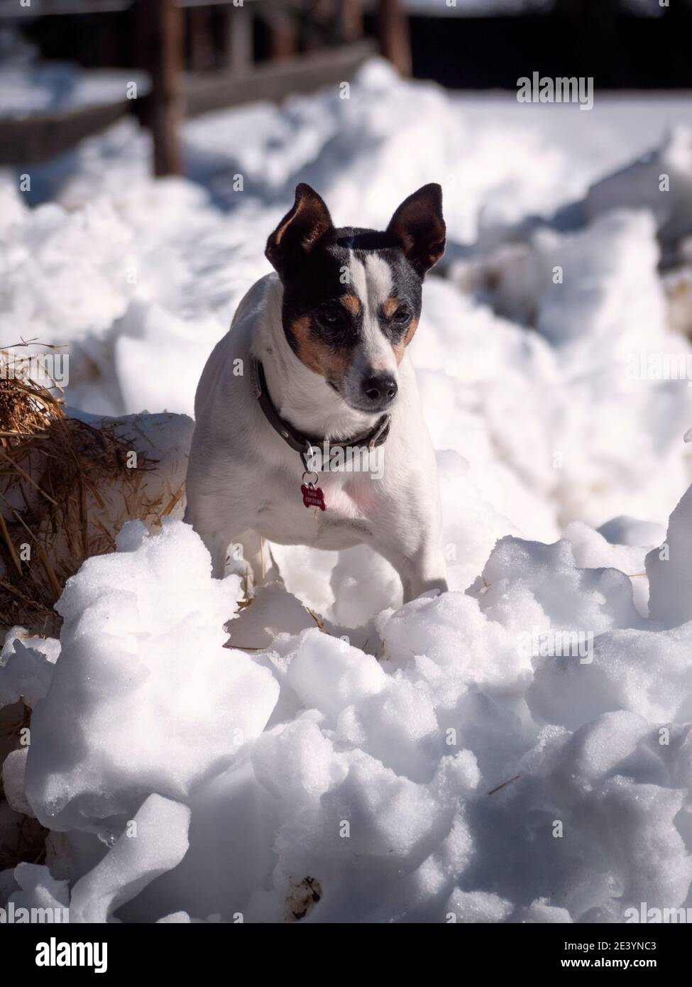 Spanish Ratter Dogs What Is A Spanish Rat Dog