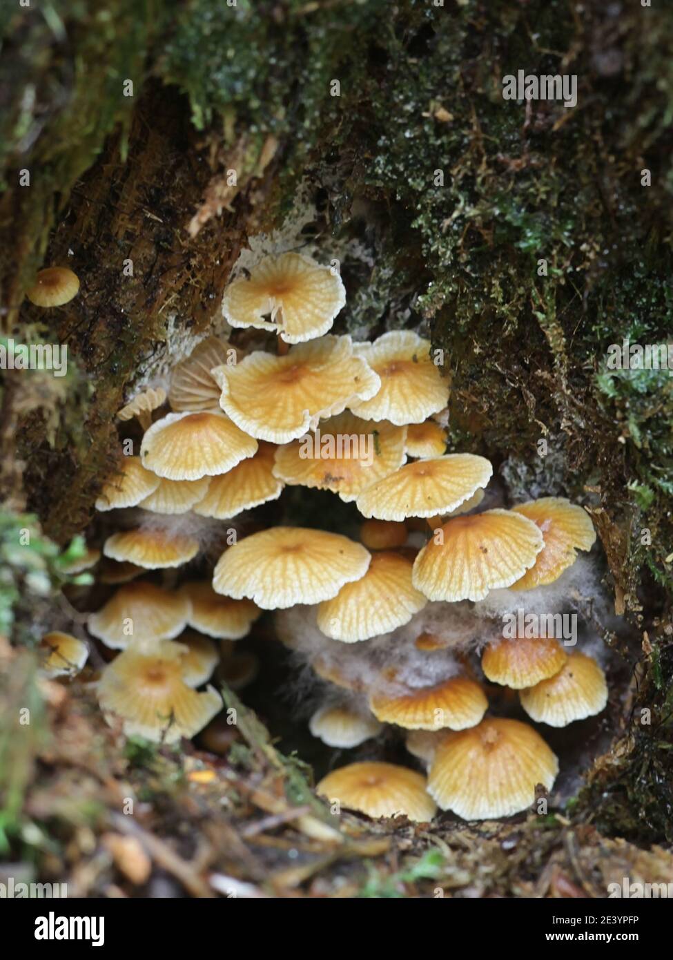 Xeromphalina campanella, known as the pinewood gingertail, golden