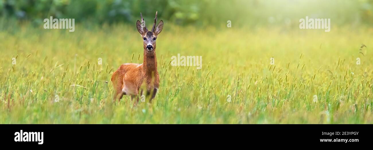 Roe deer staring on field in summer from wide angle Stock Photo