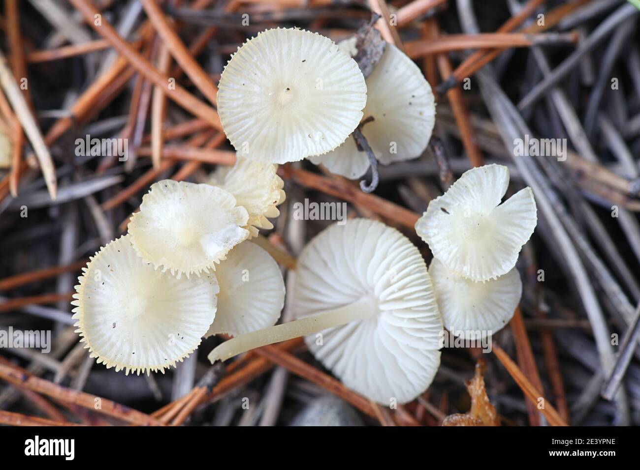 Mycena flavoalba, also called Atheniella flavoalba, commonly known as the ivory bonnet, wild mushroom from Finland Stock Photo