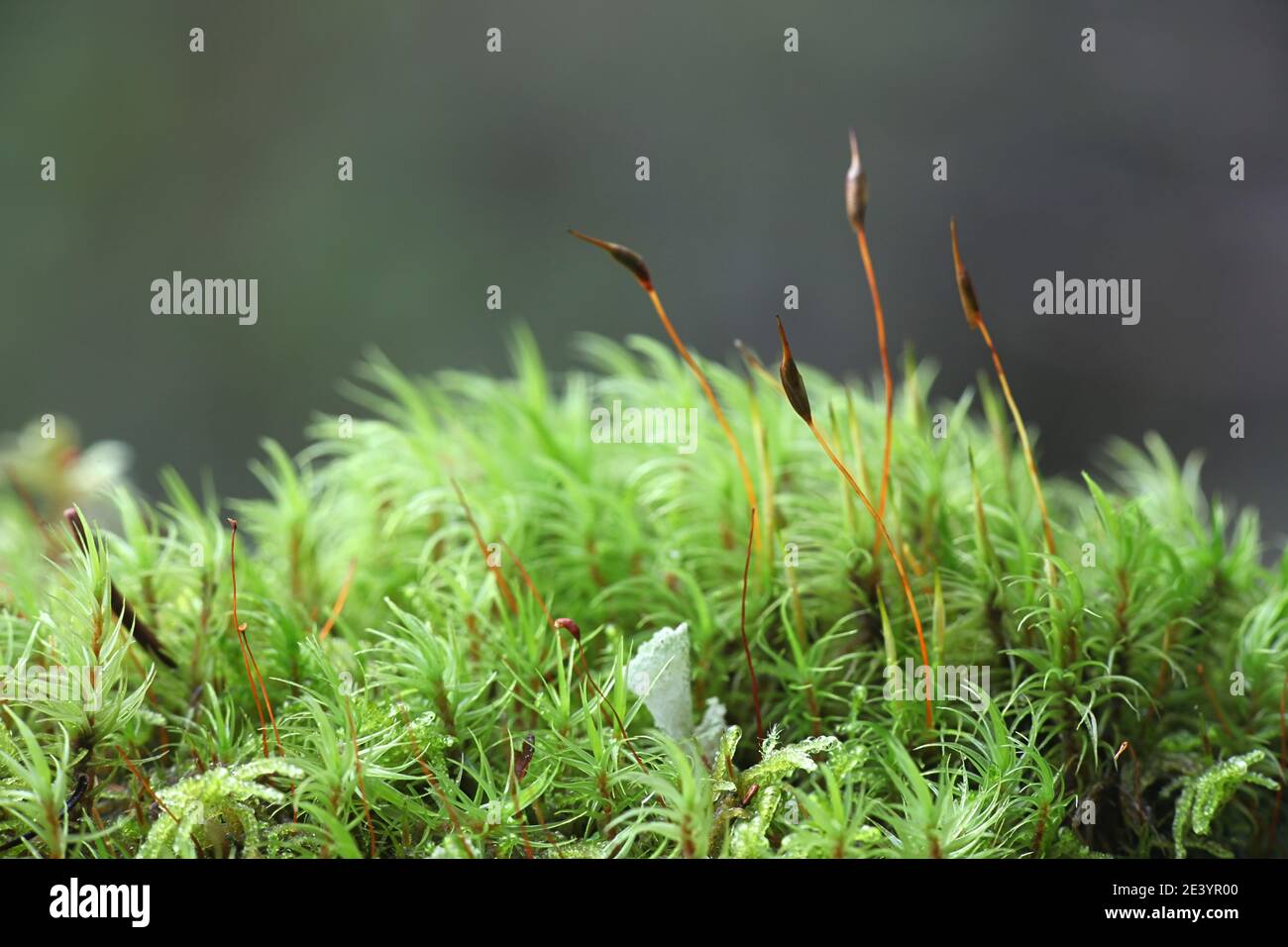 Wind-blown moss, also called fork moss, of the genus Dicranum Stock Photo
