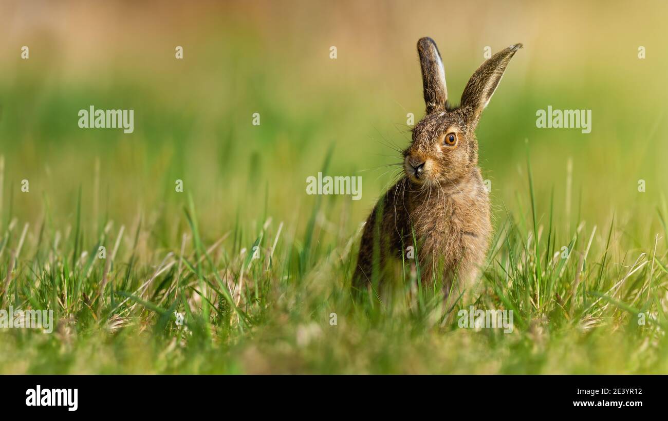 Little brown hare sitting on grassland in spring nature Stock Photo