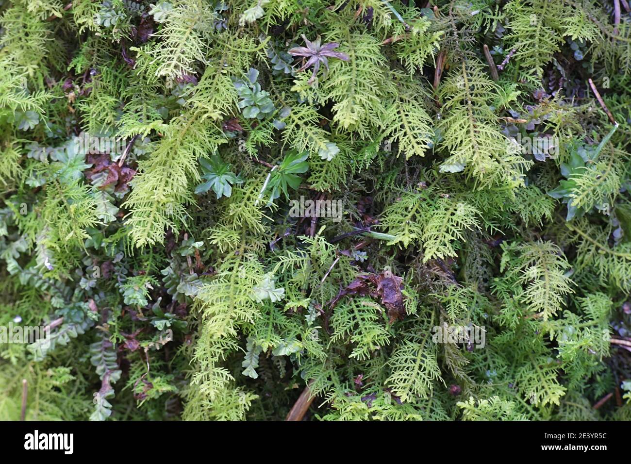 Thuidium recognitum, known as lesser tamarisk-moss or thuidium moss Stock Photo