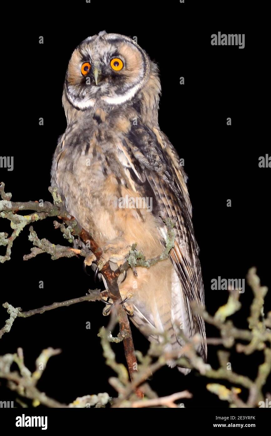 Asio otus, Waldohreule, long-eared owl Stock Photo - Alamy