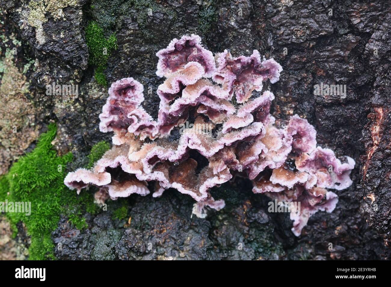 Chondrostereum purpureum, commonly known as the silverleaf fungus, used as a biological control agent for stump sprouting Stock Photo