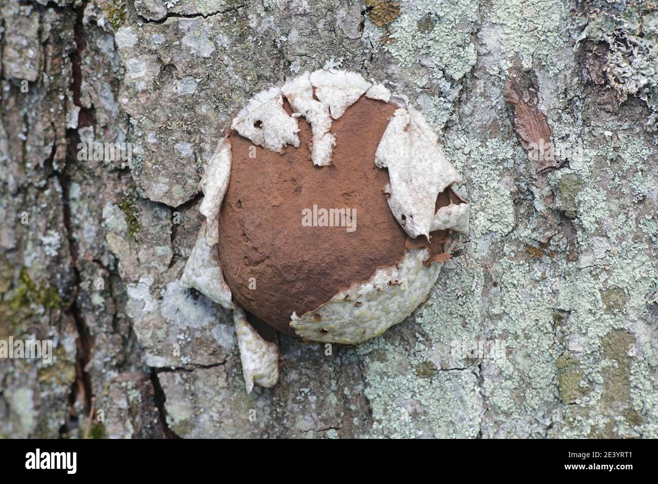 Reticularia lycoperdon (Enteridium lycoperdon, the False Puffball slime mold releasing its spores Stock Photo