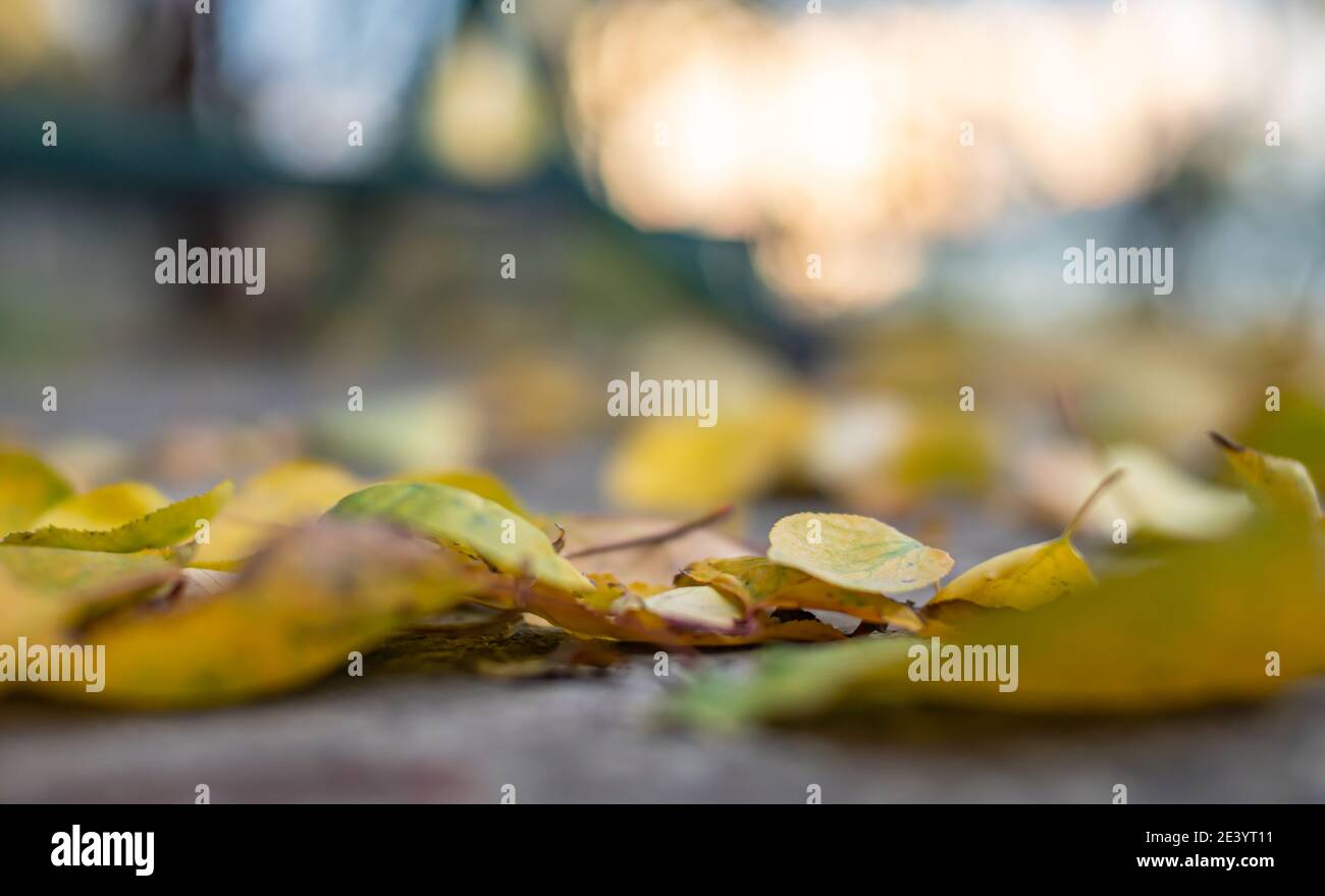 autumn leaves on the ground macro close up Stock Photo - Alamy