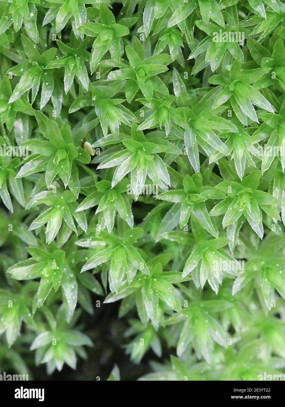 Mnium hornum, known as Swan's-neck Thyme-moss Stock Photo
