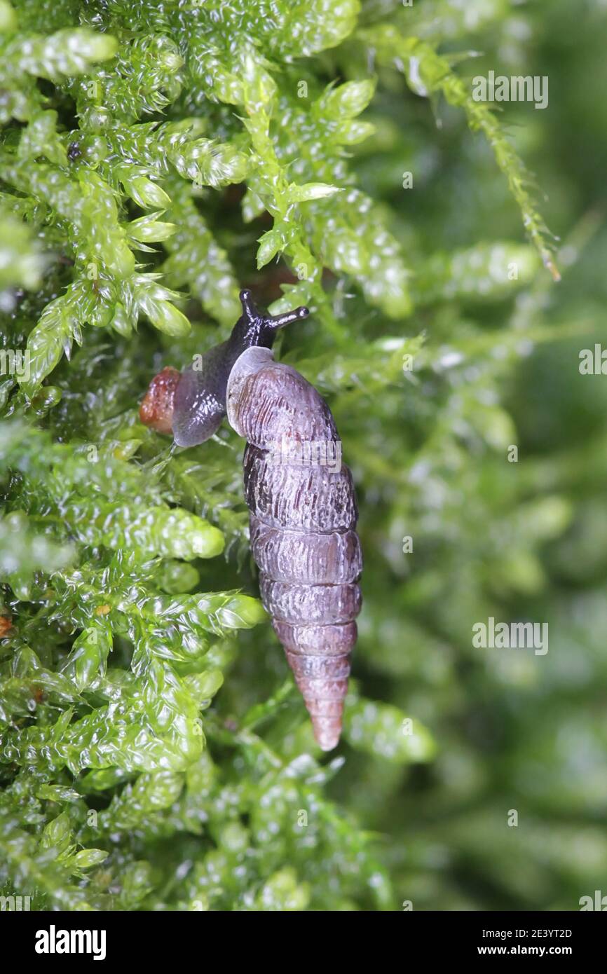 Clausilia bidentata, the two-toothed door snail Stock Photo