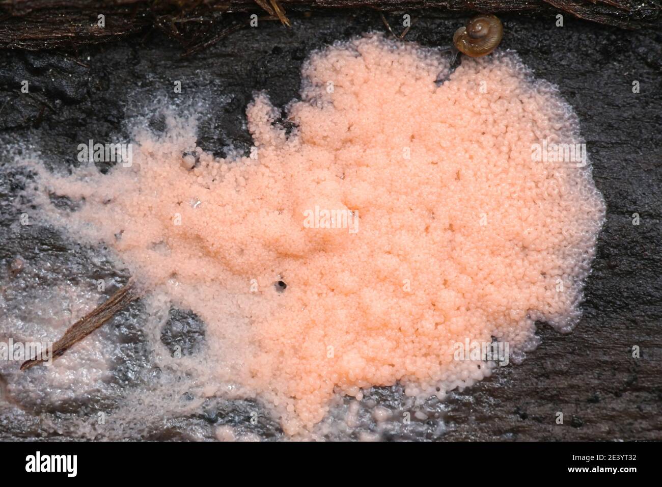 Dictydiaethalium plumbeum, a slime mold of the Order Liceales, no common english name Stock Photo