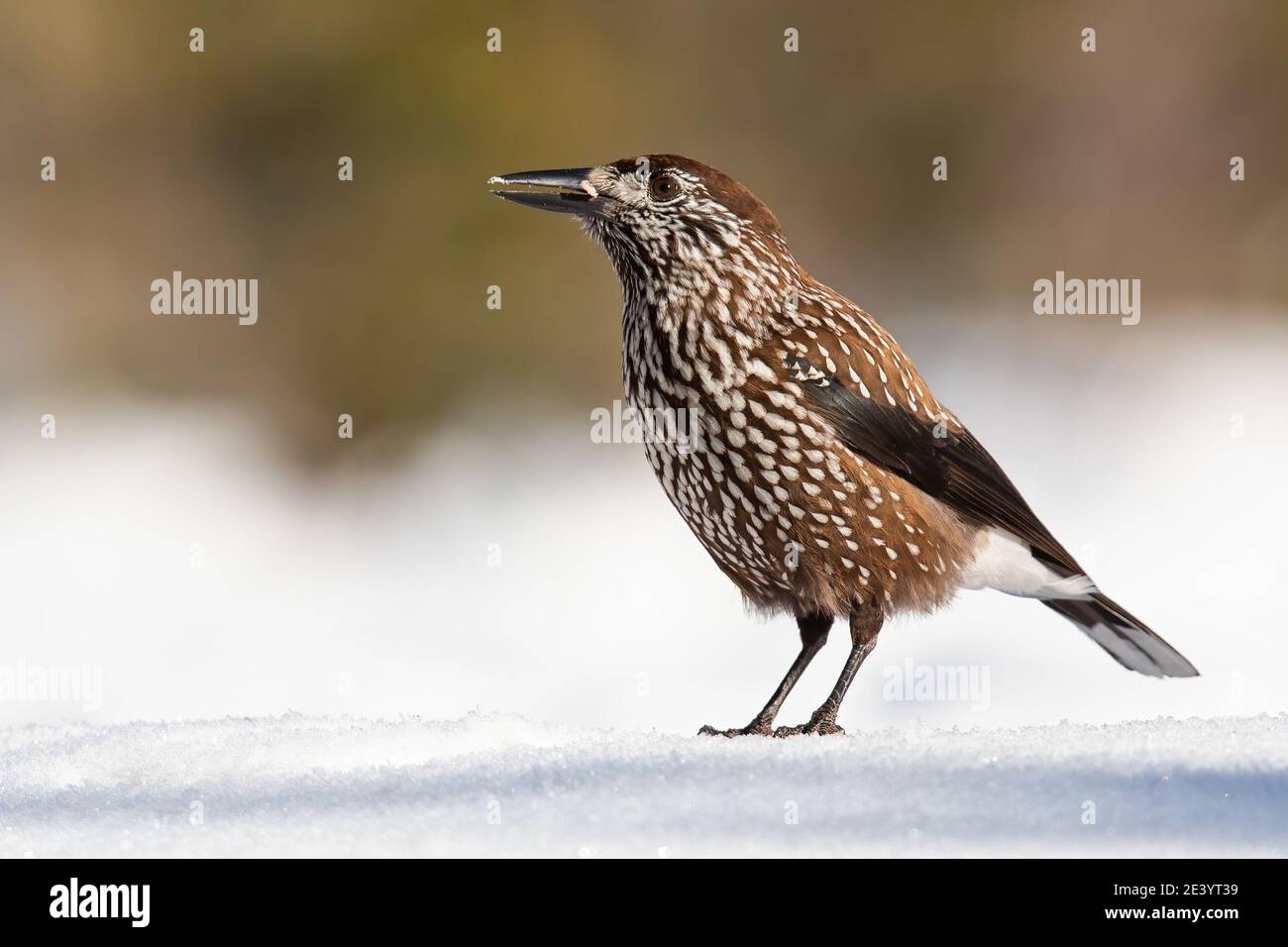 Spotted nutcracker looking on snow in wintertime nature Stock Photo