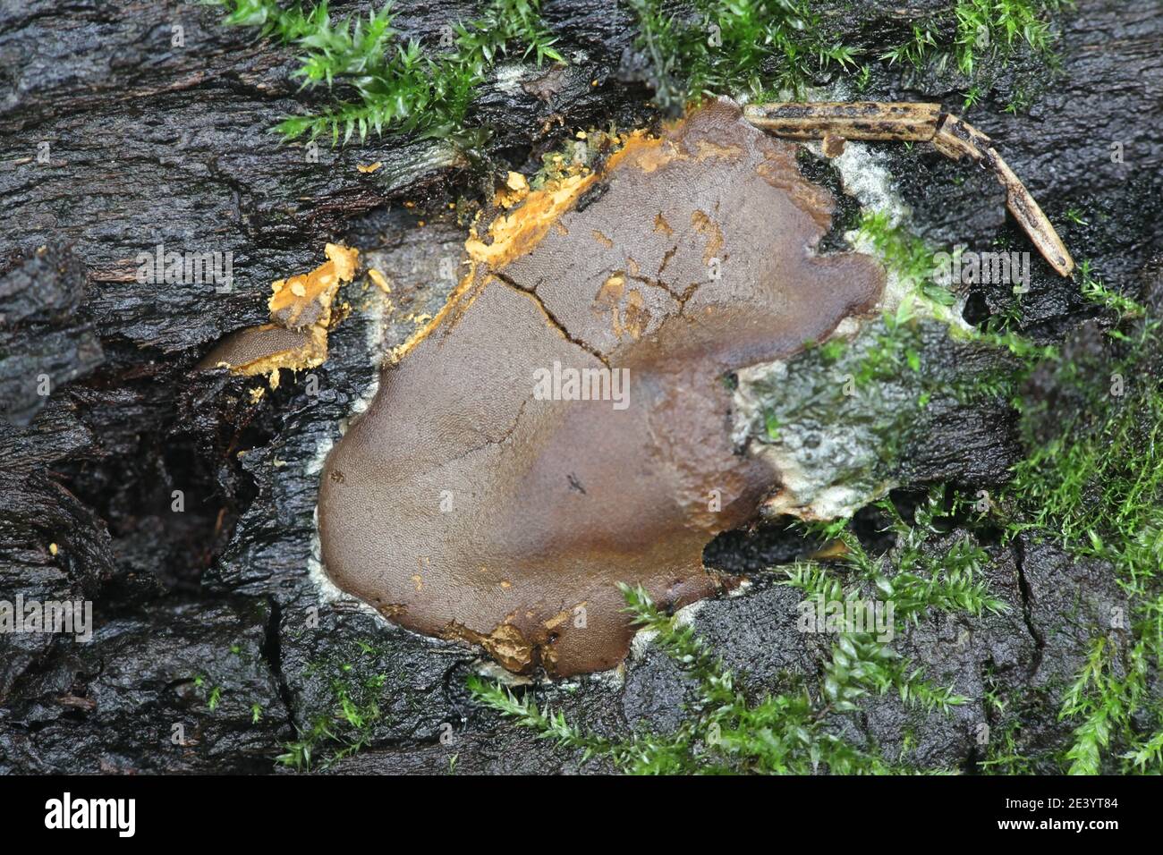 Dictydiaethalium plumbeum, a slime mold of the Order Liceales, no common english name Stock Photo