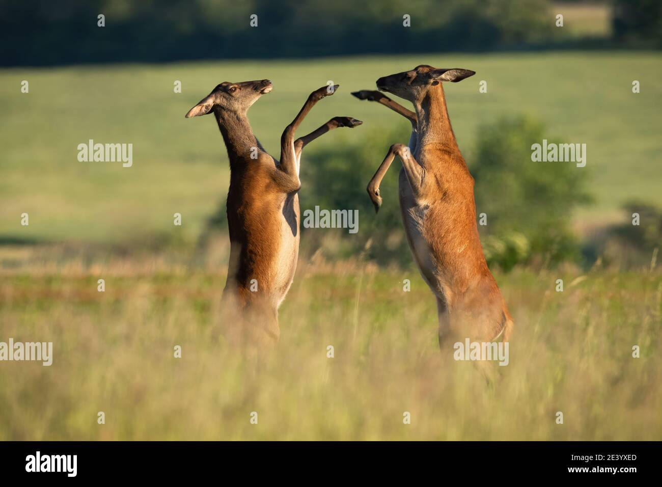 Two red deer hinds fighting on meadow in summertime nature Stock Photo