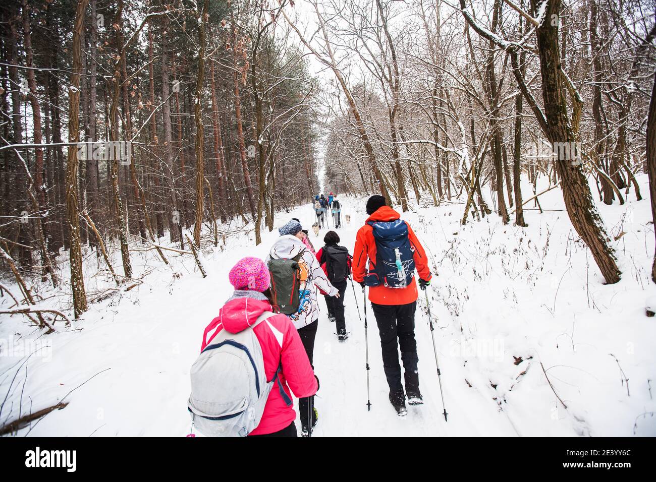 Hikers with backpack hiking on snowy trail. Group of people walking ...