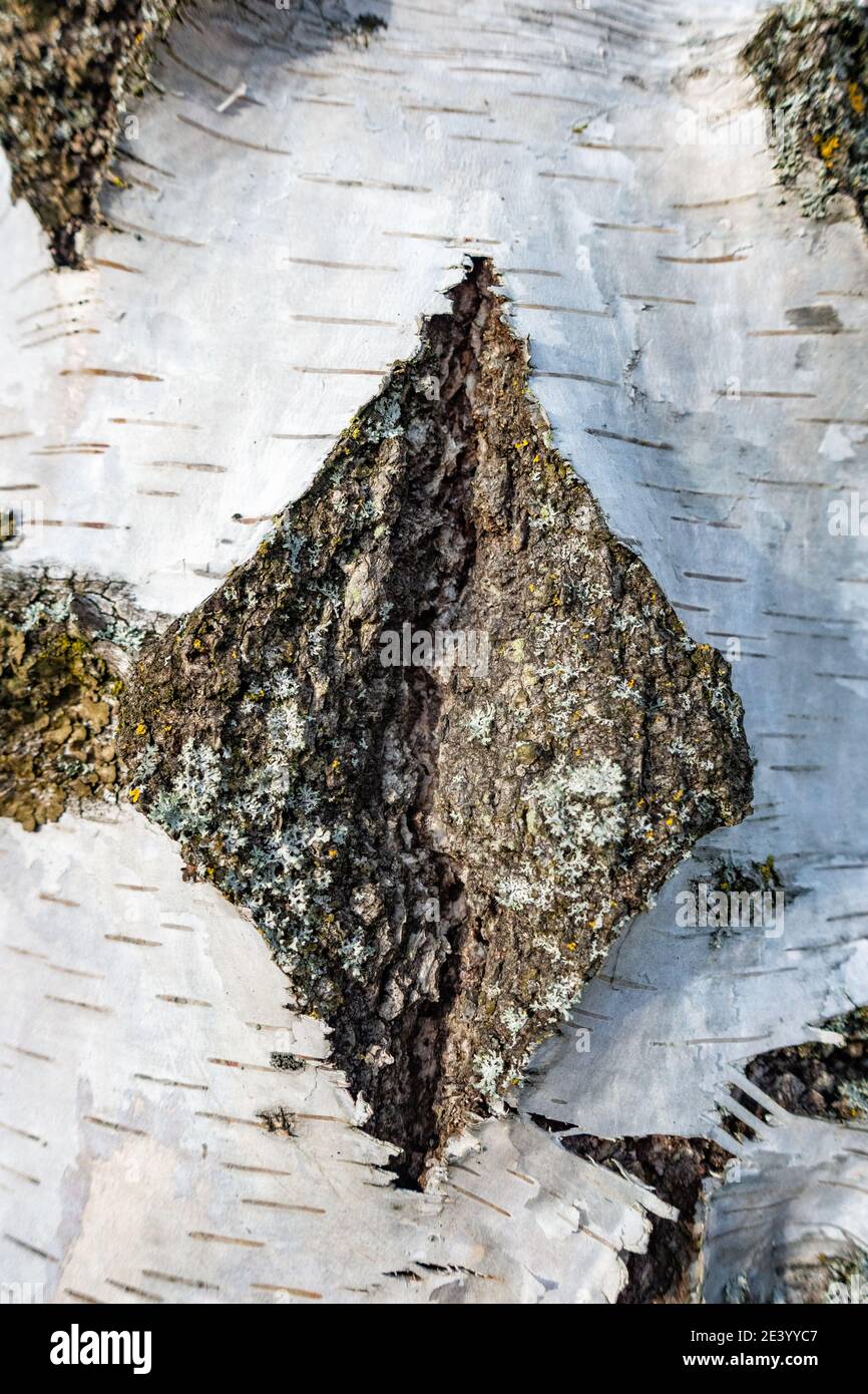 Diamond shape formed naturally in bark of a silver Birch tree Stock
