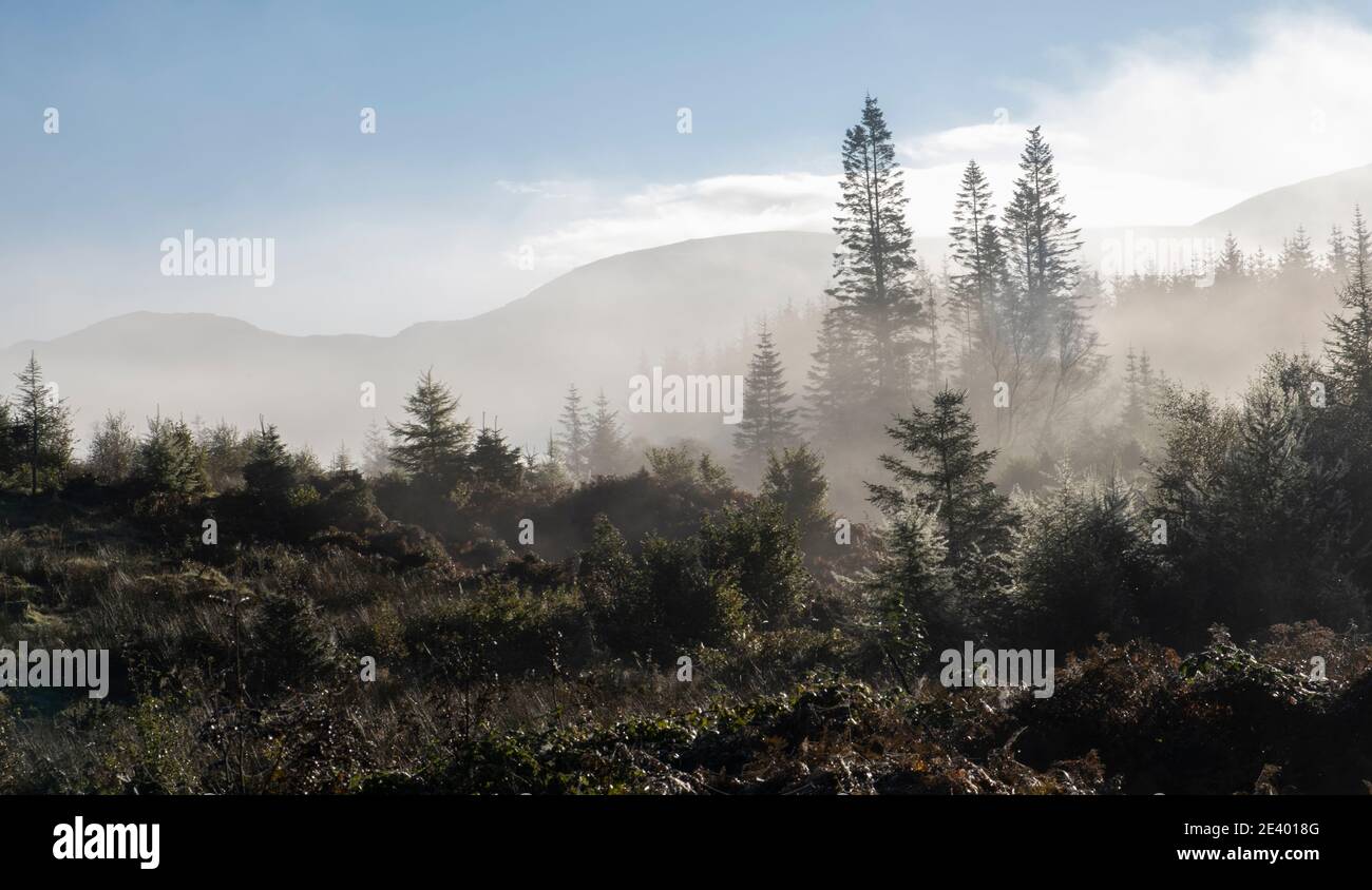 A autumnal misty morning in the Galloway Forest Park near Stroan Bridge, Newton Stewart, Dumfries and Galloway, Scotland UK Stock Photo