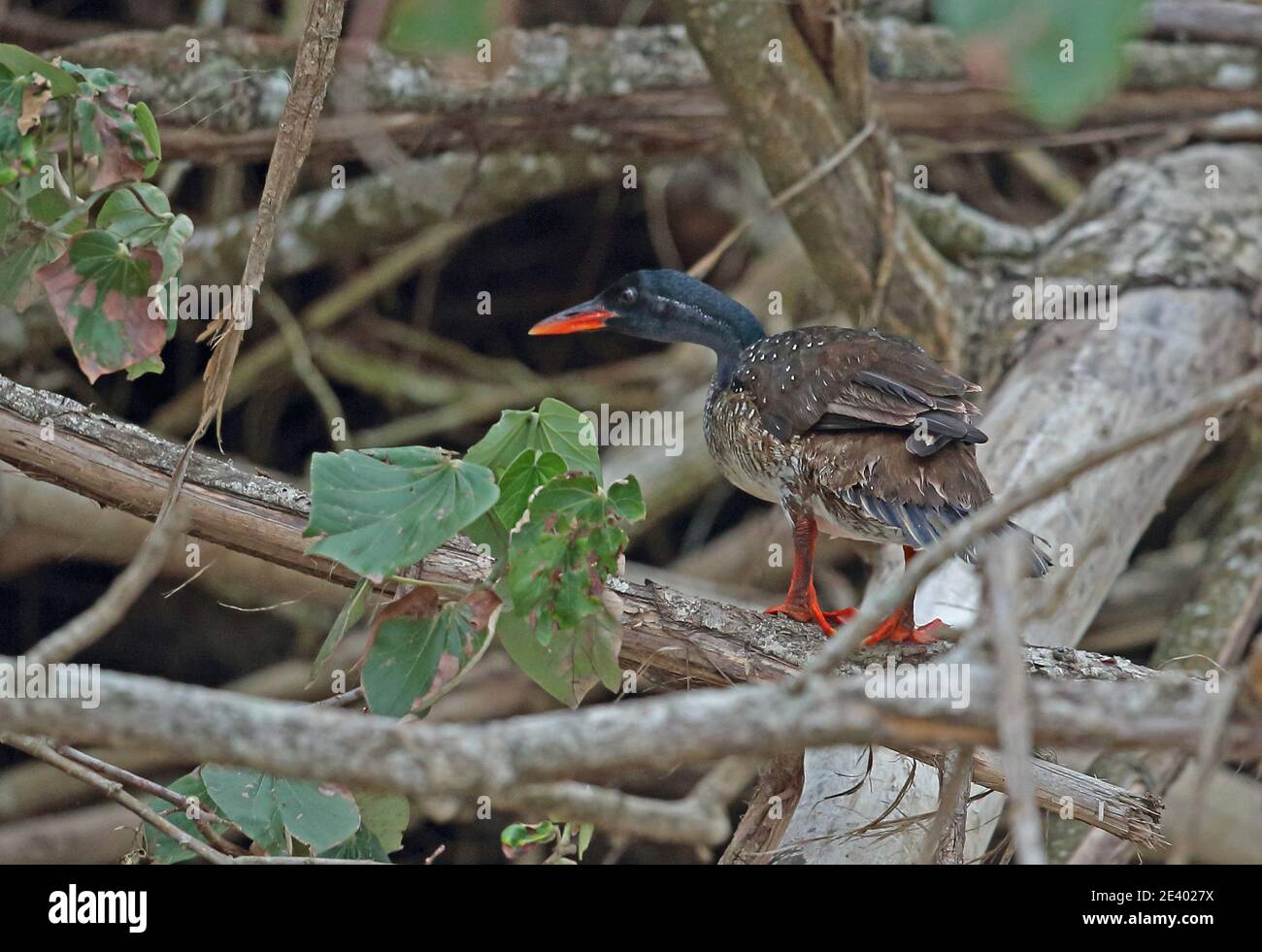African Finfoot (Podica senegalensis petersii) adult male perched on branch  St Lucia, South Africa          November Stock Photo