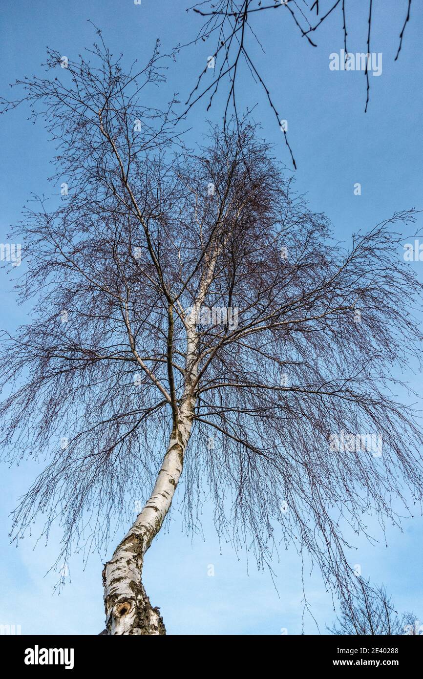 Silver Birch tree silhouetted against the winter blue sky Stock Photo