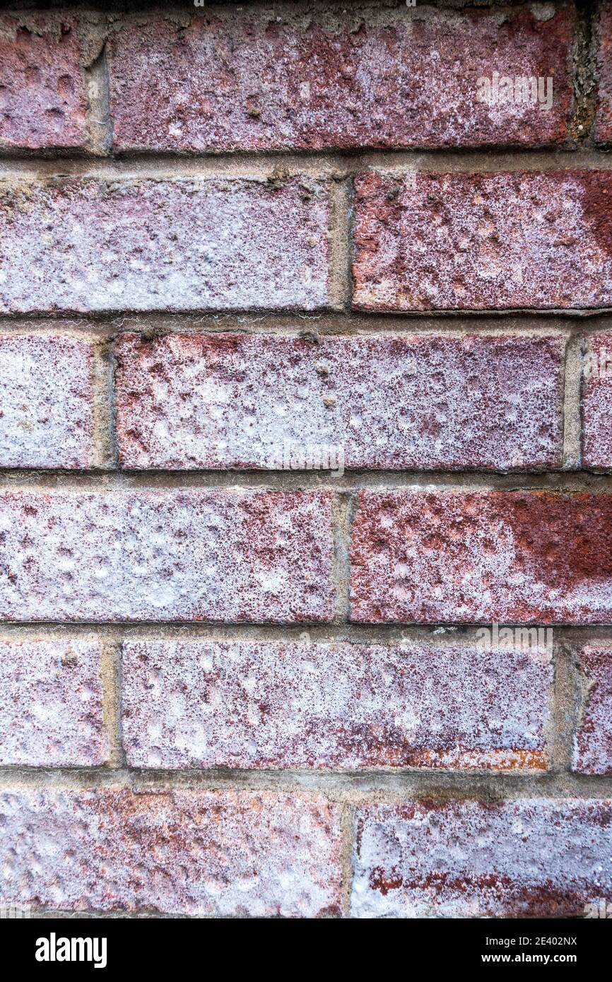 Efflorescence on bricks hires stock photography and images Alamy