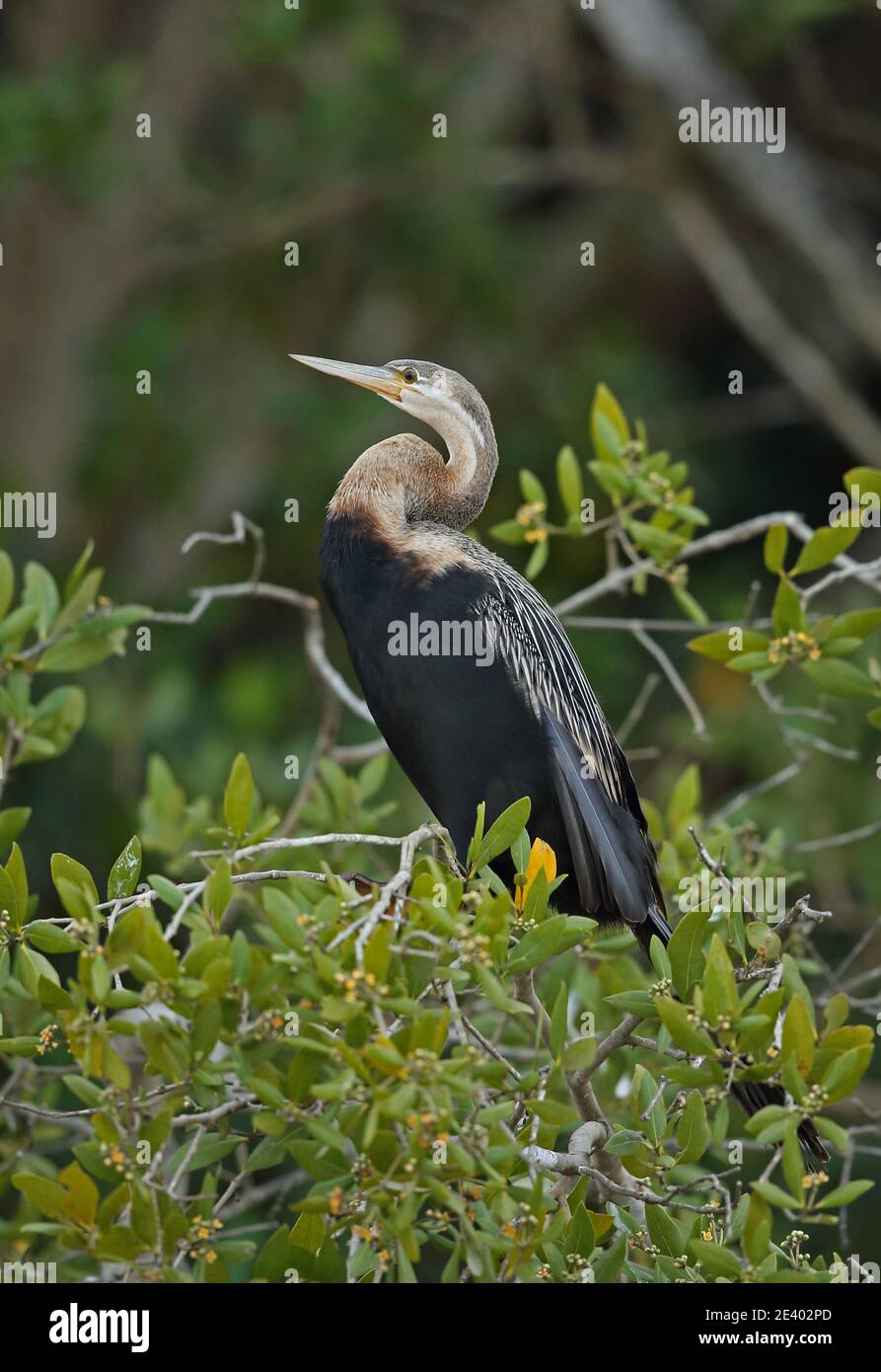 African Darter (Anhinga rufa rufa) adult female perched on mangrove St ...