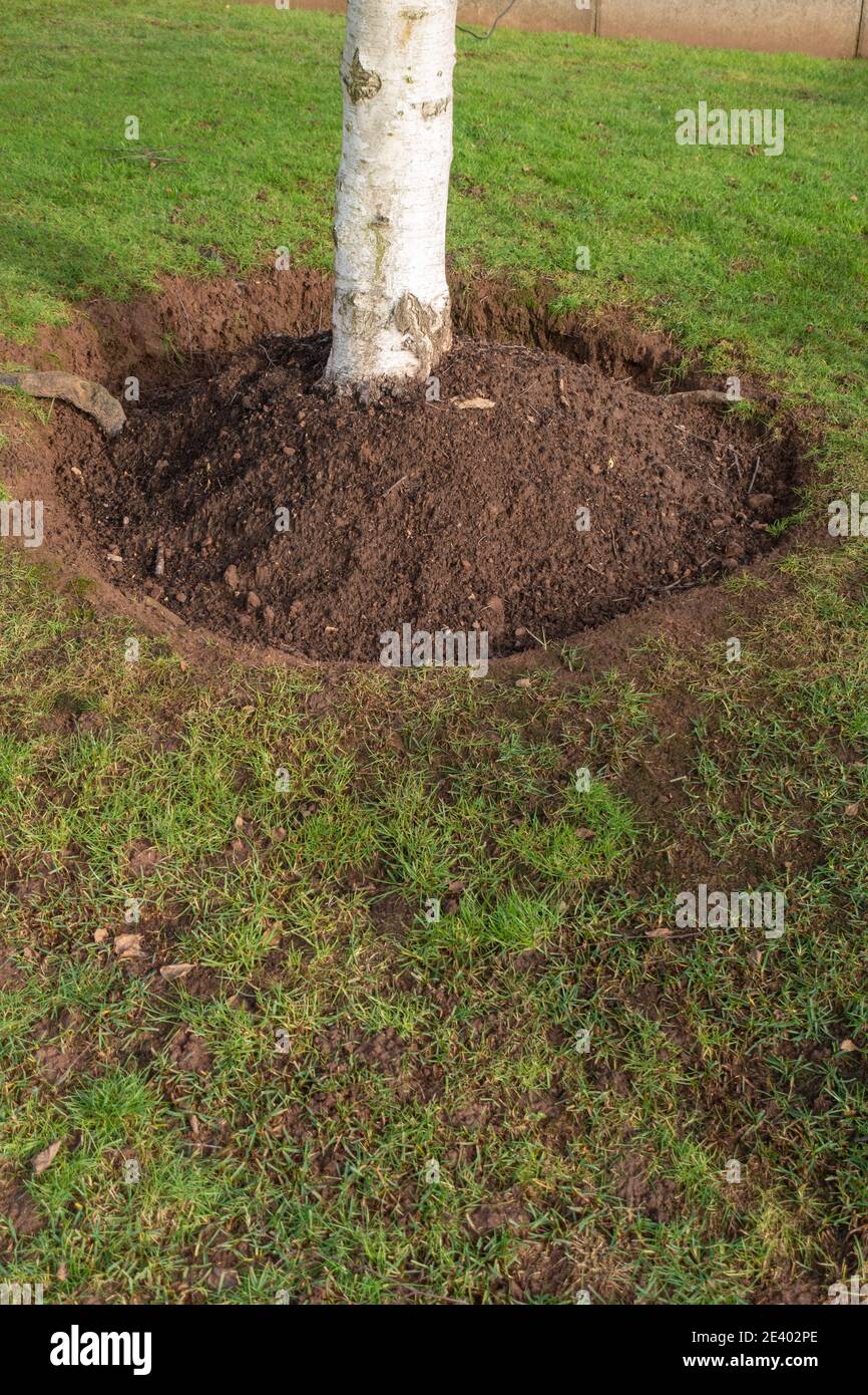 circular lawn edging around the base of a domestic tree Stock Photo - Alamy