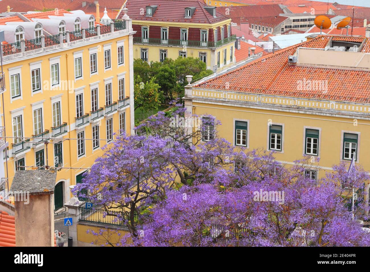 Lisbon city view with purple jacaranda tree in bloom Alfama