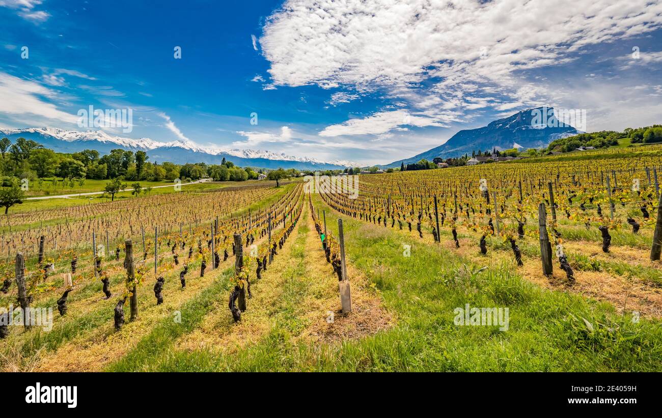Apremont (south-eastern France): landscape with vineyards in spring under the blue sky, along the Alpine wine route, and the Granier Mountain. In the Stock Photo