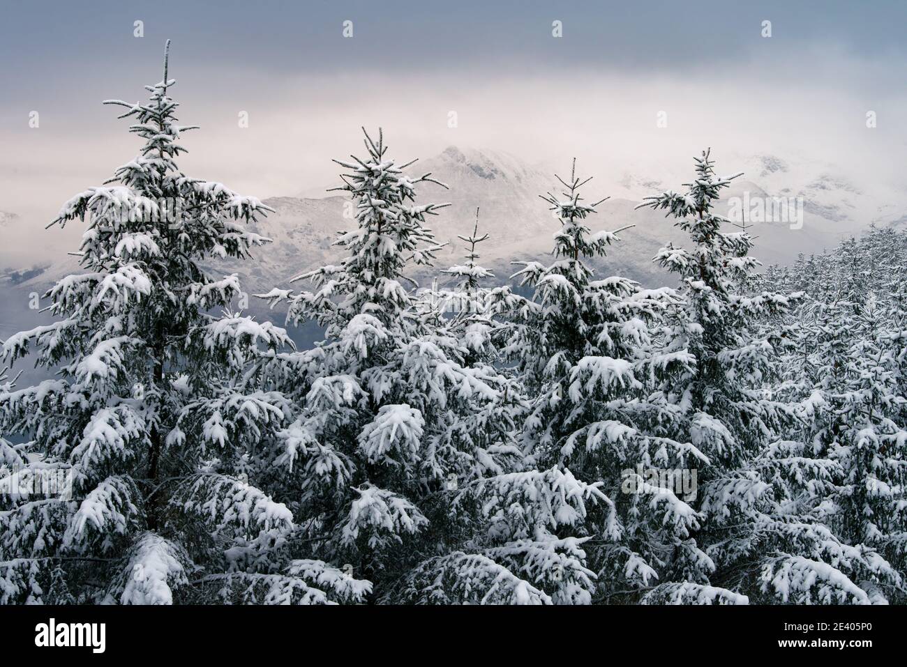 Fir trees in the mountains hi-res stock photography and images - Alamy