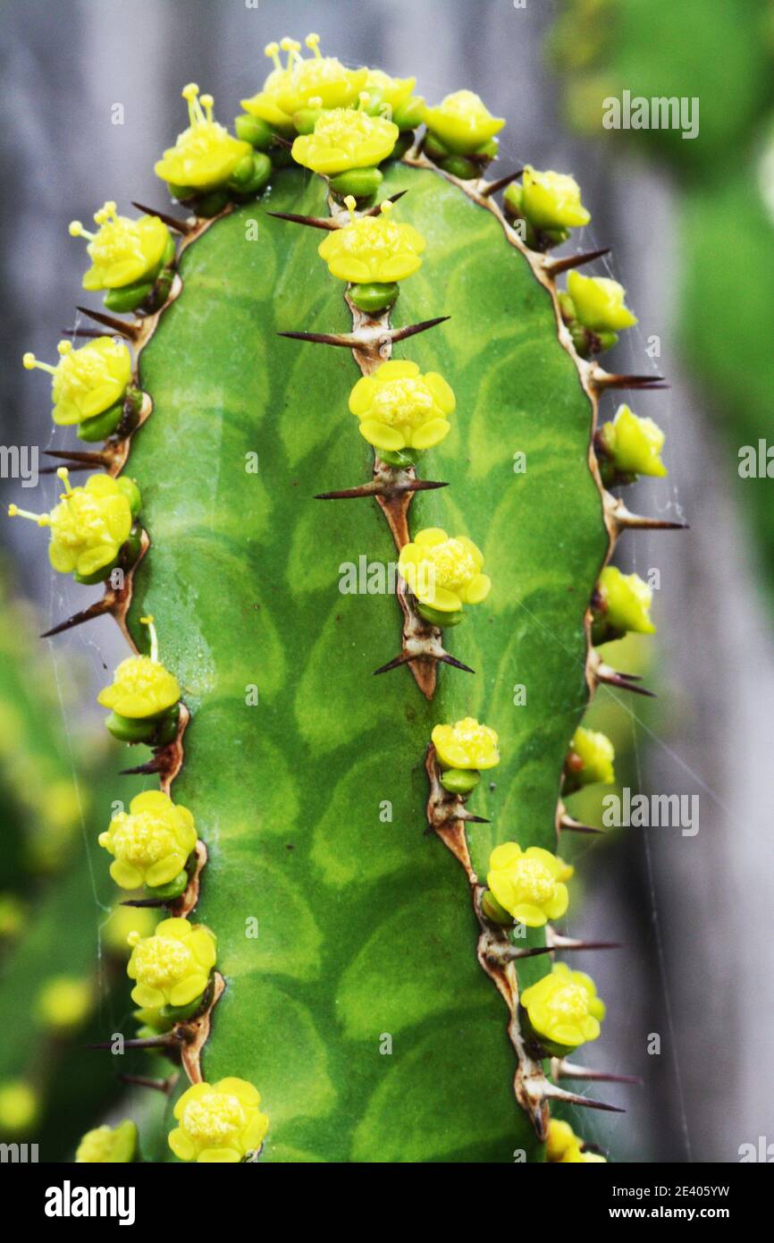 Euphorbia pseudocactus hires stock photography and images Alamy