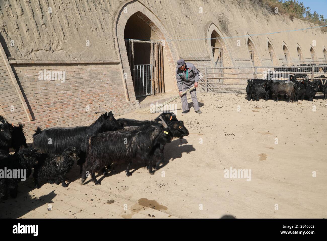 Lanzhou, China's Gansu Province. 21st Jan, 2021. Staff member Ren Shengde cleans at a farm of the black goat breeding cooperative in Wangwan Village of Zhenyuan County in Qingyang City, northwest China's Gansu Province, Jan. 21, 2021. Zhenyuan County has turned abandoned cave dwellings into goat sheds in recent years. Credit: Ma Sha/Xinhua/Alamy Live News Stock Photo