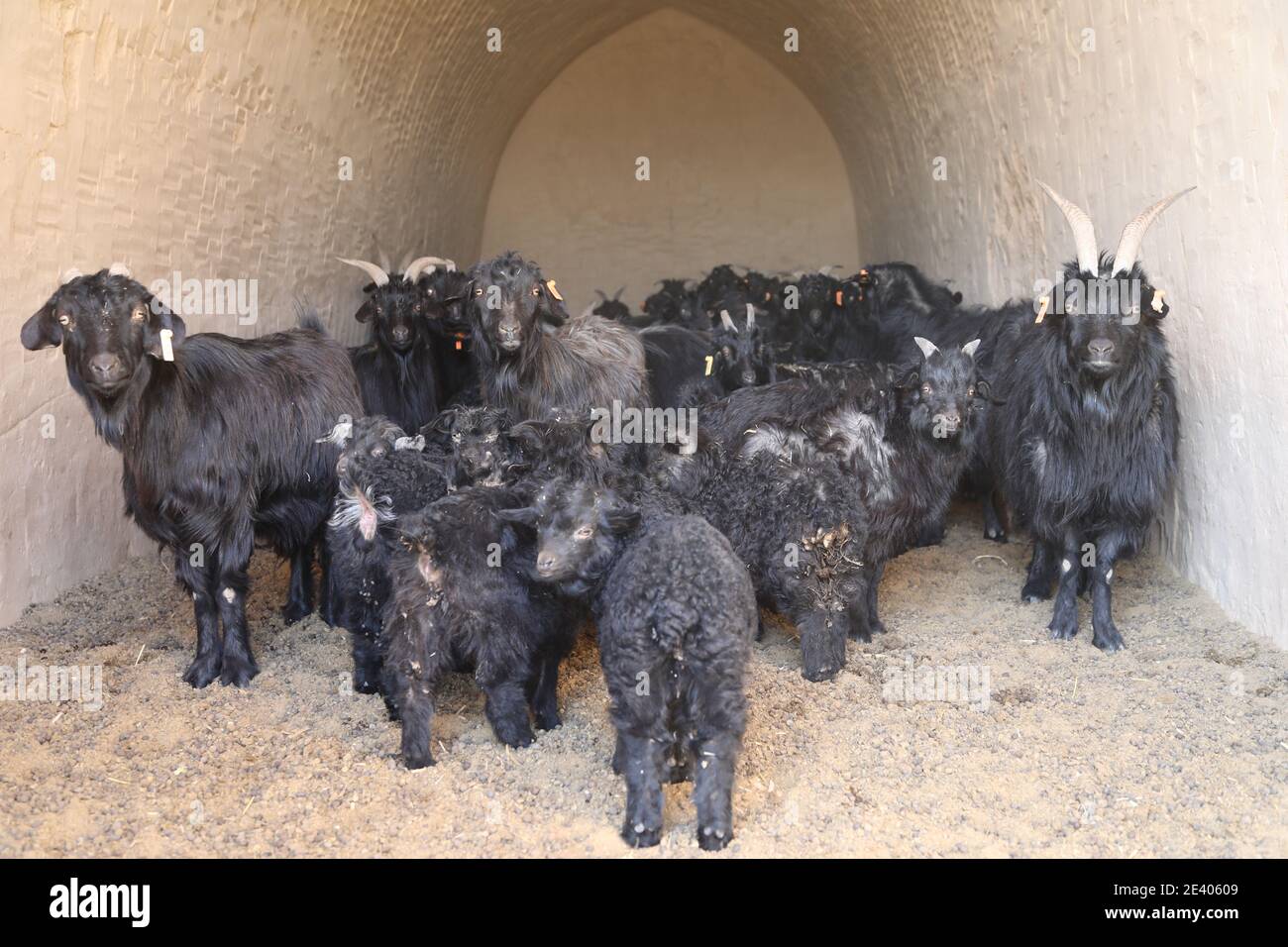 Lanzhou, China's Gansu Province. 21st Jan, 2021. Black goat rest in a cave dwelling at a farm of the black goat breeding cooperative in Wangwan Village of Zhenyuan County in Qingyang City, northwest China's Gansu Province, Jan. 21, 2021. Zhenyuan County has turned abandoned cave dwellings into goat sheds in recent years. Credit: Ma Sha/Xinhua/Alamy Live News Stock Photo