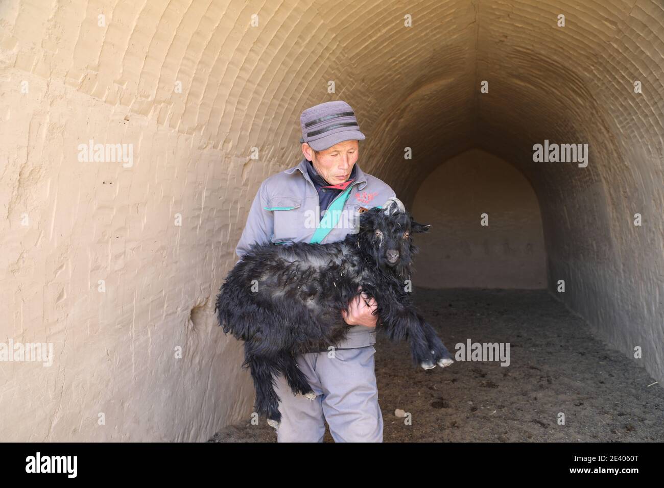 Lanzhou, China's Gansu Province. 21st Jan, 2021. Staff member Ren Shengde holds a goat at a farm of the black goat breeding cooperative in Wangwan Village of Zhenyuan County in Qingyang City, northwest China's Gansu Province, Jan. 21, 2021. Zhenyuan County has turned abandoned cave dwellings into goat sheds in recent years. Credit: Ma Sha/Xinhua/Alamy Live News Stock Photo