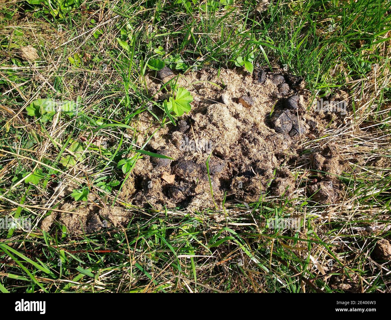 Horse manure animal droppings in the grass. Poland agriculture Stock