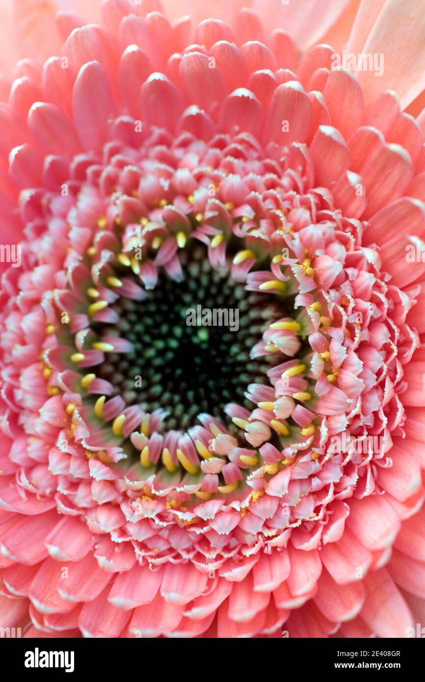 Pale pink Gerbera daisy flowerhead Stock Photo