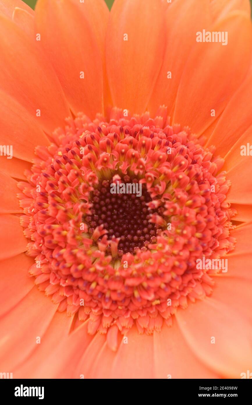 Orange Gerbera flower Stock Photo