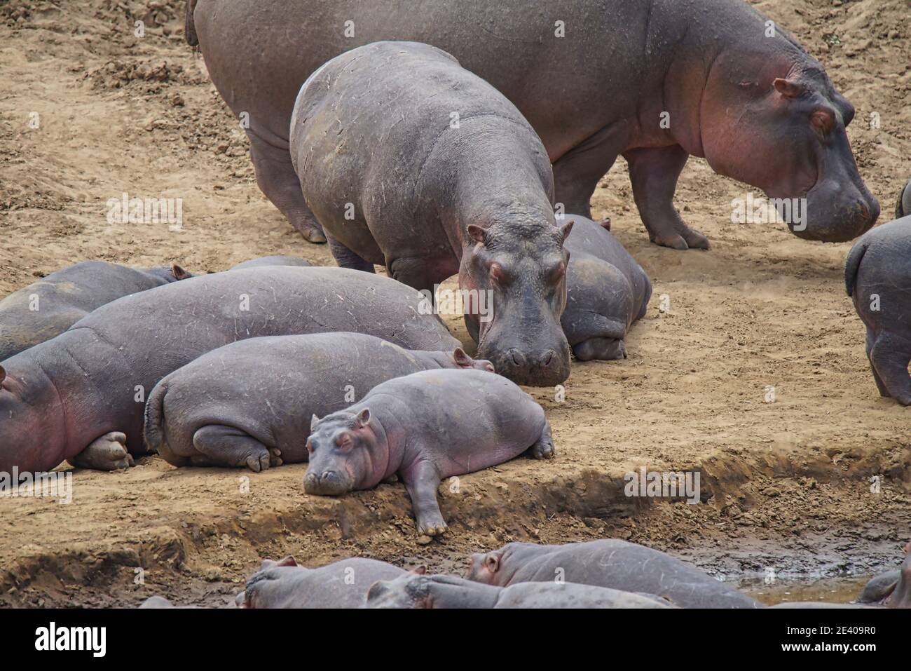Omnivorous hippopotamus hires stock photography and images Alamy