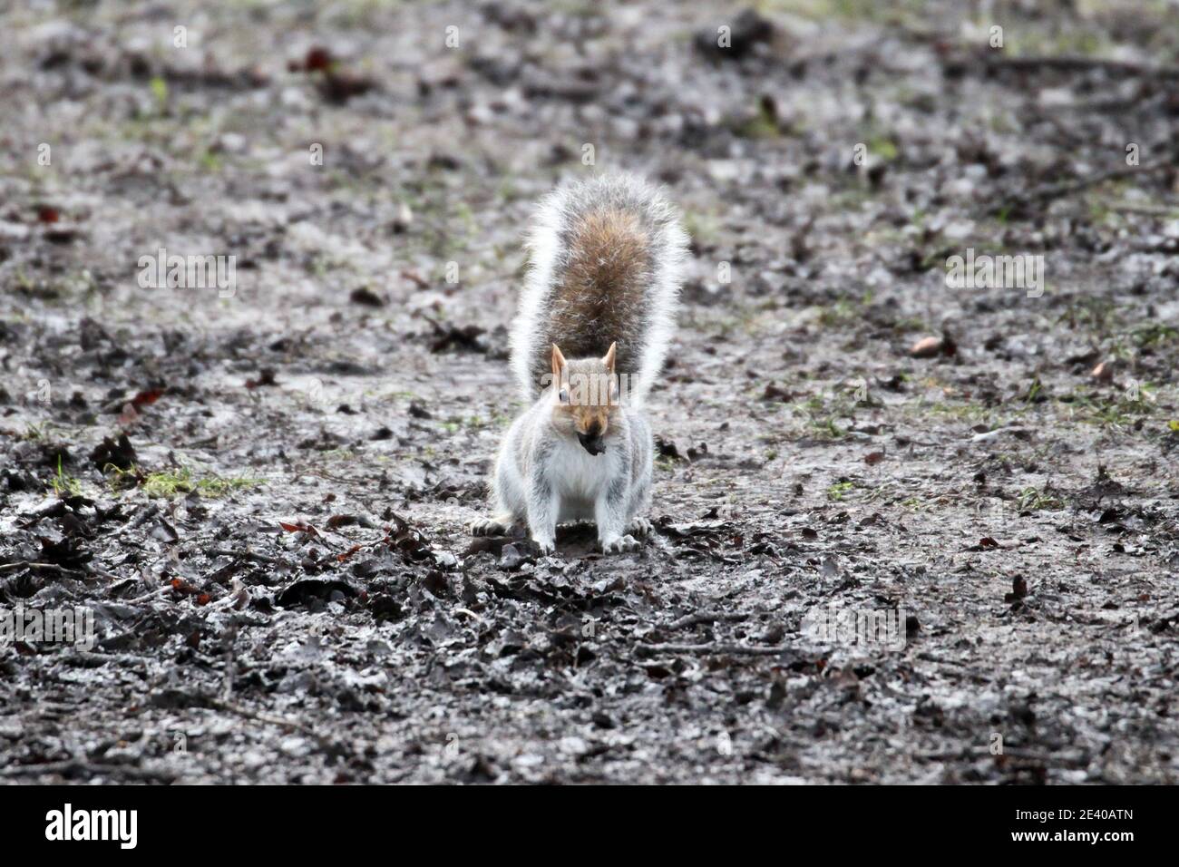 Grey Squirrel (Sciurus carolinensis), Sadlers Ride, Hurst Park, East Molesey, Surrey, England, Great Britain, United Kingdom, Europe Stock Photo