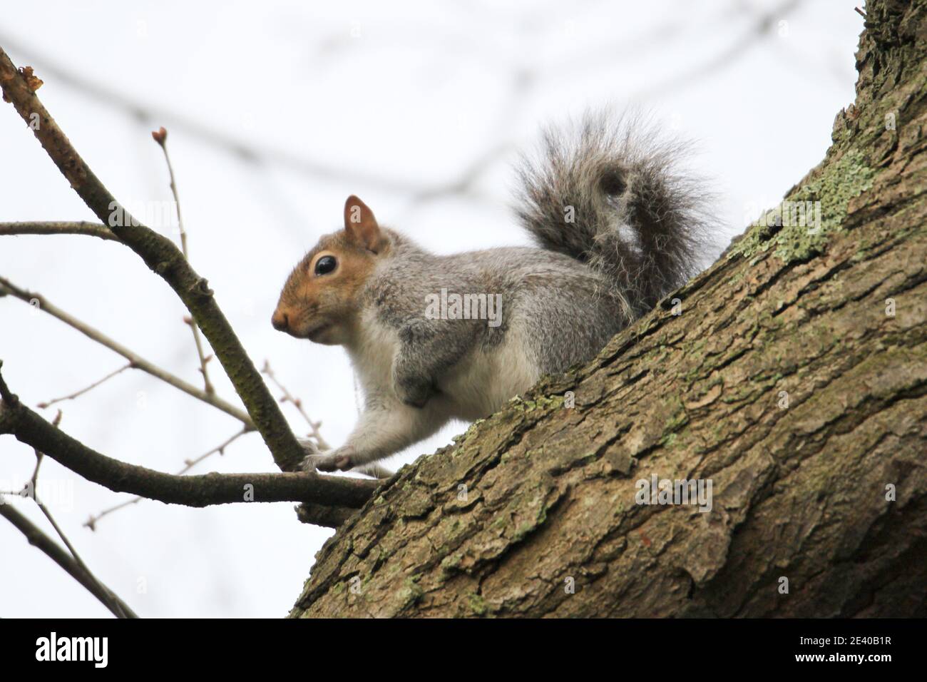 Grey Squirrel (Sciurus carolinensis), Sadlers Ride, Hurst Park, East Molesey, Surrey, England, Great Britain, United Kingdom, Europe Stock Photo